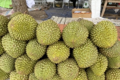 Giá sầu riêng Ri6 bật tăng trở lại