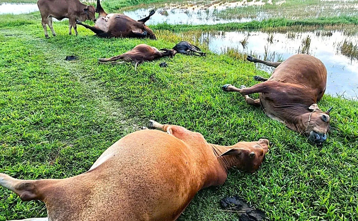 Đàn bò 5 con bị sét đánh chết.