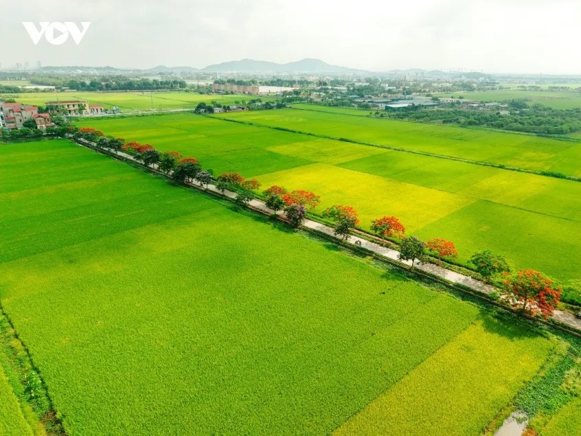 Ít ai biết rằng, vẻ đẹp rực rỡ hôm nay được bắt đầu từ những điều vô cùng giản dị. Theo đại diện lãnh xã Tân Chi (tỉnh Bắc Ninh) chia sẻ, ban đầu những hàng cây này chỉ được trồng với mục đích thuần túy là tạo bóng mát cho người dân che nắng, che mưa khi đi qua trục đường này. Thế nhưng, qua năm tháng, nhờ hợp thổ nhưỡng và được bàn tay con người chăm sóc, khi cây lớn lên đã cống hiến cho đời những mùa hoa rực rỡ đến nao lòng. Cái "duyên" của cây và đất đã biến một con đường thuần nông thành một "sản vật" văn hóa, du lịch độc đáo của vùng quê Tân Chi.