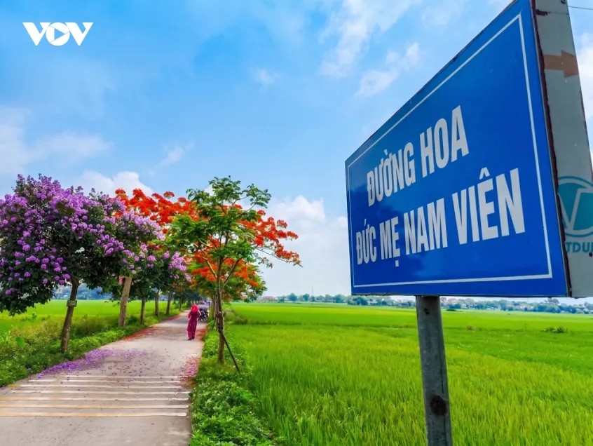 Nằm nép mình bên những thảm lúa non xanh mướt mải, đường hoa Đức Mẹ Nam Viên chào đón du khách bằng sự giao thoa tuyệt mỹ của sắc tím bằng lăng hoài niệm và sắc phượng vĩ đỏ rực kiêu sa dưới vòm trời vắt trong của những ngày tháng Năm.