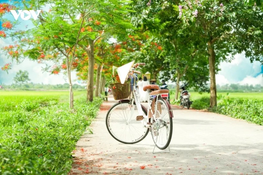 Có một lối về rực lửa giữa lòng xứ Kinh Bắc những ngày tháng 5, nơi sắc đỏ của hàng phượng vĩ hòa cùng màu xanh mướt mải của đồng quê. Chẳng cần hoa lệ, đường hoa Đức Mẹ Nam Viên cứ bình yên níu chân du khách bằng những góc thanh xuân dịu dàng như thế này.
