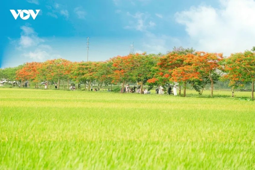 Giữa mênh mông lúa con gái mướt mải của vùng quê, con đường hoa hiện lên như một dải lụa thắm uốn lượn dưới vòm trời vắt trong. Sự kiêu sa của sắc phượng vĩ hòa vào nét mộc mạc của hương đồng gió nội, tạo nên một khúc giao mùa dịu ngọt, bình yên đến nao lòng.
