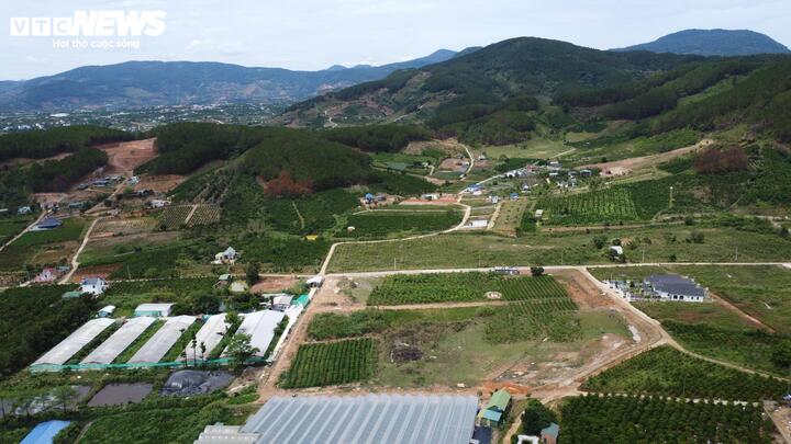 Lãnh đạo xã Nam Ban Lâm Hà khẳng định ngoài việc điều tra nguyên nhân và truy tìm thủ phạm, chính quyền địa phương đang tập trung cứu thông, trồng lại những điểm thông chết chứ kiên quyết không để đất rừng bị lấn chiếm.