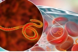 WHO báo động khẩn về Ebola, đáng ngại đến đâu, cần làm gì để phòng tránh?