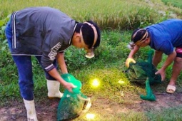Sau vụ gặt, nông dân xứ Nghệ đổ đồng đặt bẫy săn ếch, có đêm kiếm tiền triệu