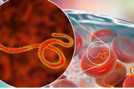 WHO báo động khẩn về Ebola, đáng ngại đến đâu, cần làm gì để phòng tránh?