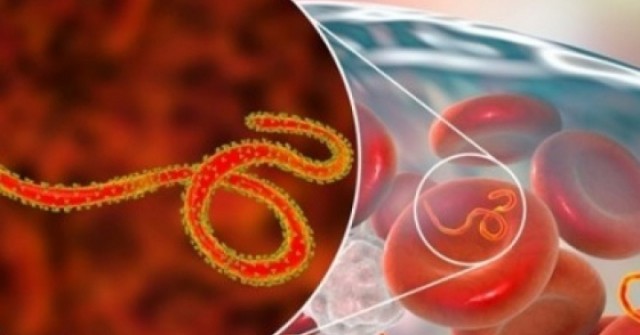 WHO báo động khẩn về Ebola, đáng ngại đến đâu, cần làm gì để phòng tránh?