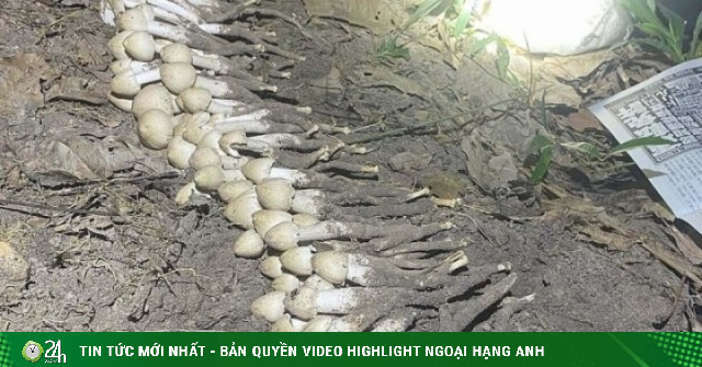 Nấm mối đầu mùa hơn một triệu đồng mỗi kg