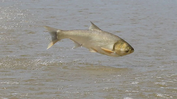 Loại cá bị 'ngó lơ' lại là kho báu omega 3 cực tốt cho phổi - 1