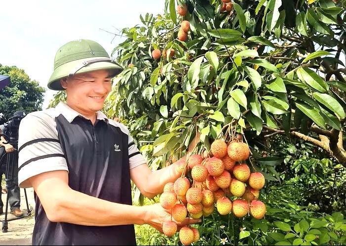 Anh Ngô Văn Cường, chủ nhân vườn vải có giá kỷ lục 150.000/kg. (Ảnh: TL)