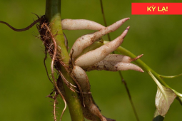 Tin tức sức khỏe - Loại rau dại trước chỉ để cho lợn ăn, nay thành “đặc sản”, giúp đường tiểu thông thoáng, đi giải êm ru!