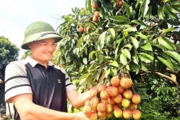 Vải Bắc Ninh mất mùa, 1 vườn vải u trứng vẫn bán giá kỷ lục
