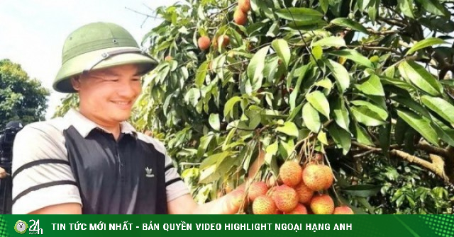 Vải Bắc Ninh mất mùa, 1 vườn vải u trứng vẫn bán giá kỷ lục
