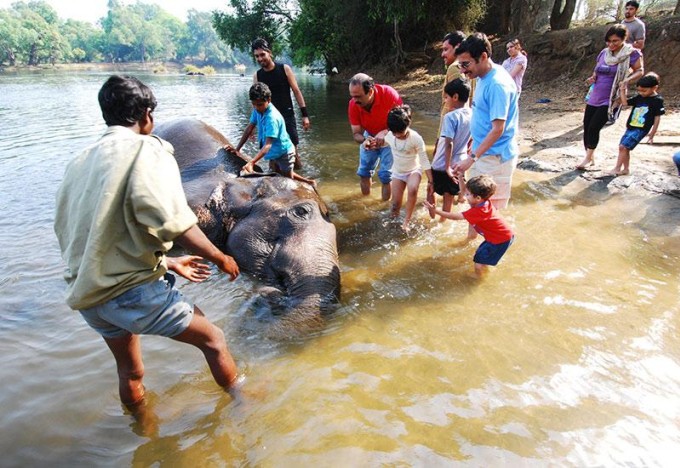 Những con voi được đưa xuống tắm trên sông Cauvery tại trại voi Dubare Elephant Camp. Ảnh: Dubare Elephant Camp