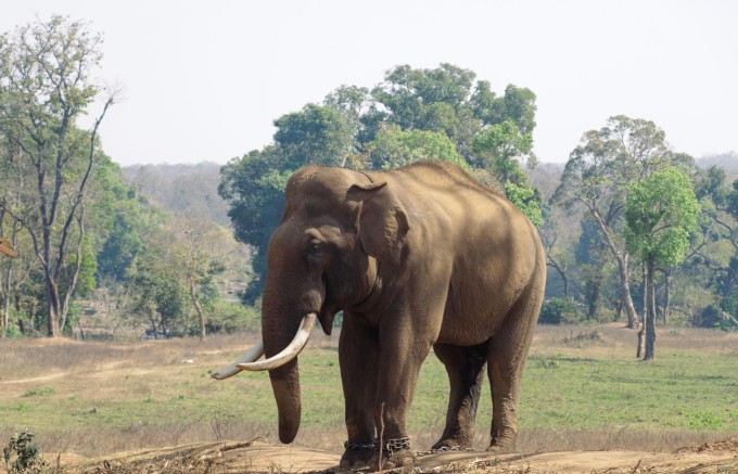 Voi tại khu du lịch sinh thái Dubare Elephant Camp. Ảnh: Dubare Elephant Camp