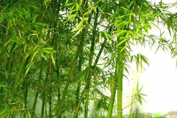 Cây tre được xếp trong nhóm thuốc thanh nhiệt dùng chữa nhiệt miệng, phiền táo, thông tiểu tiện.