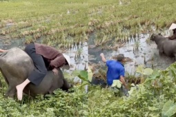 Clip du khách Tây cưỡi trâu, ngã lộn xuống ruộng vẫn cười gây sốt mạng
