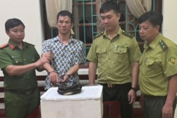 Mua rắn hổ chúa từ người lạ trên mạng, người đàn ông ở Ninh Bình bị khởi tố