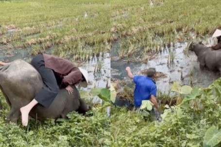 Clip du khách Tây cưỡi trâu, ngã lộn xuống ruộng vẫn cười gây sốt mạng