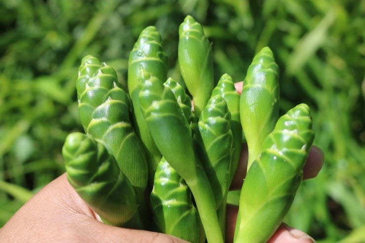 Hoa gừng gây ấn tượng với màu sắc đẹp mắt, hương thơm dịu nhẹ và hương vị giòn lạ miệng