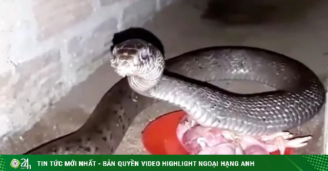 Xã Thanh Sơn, tỉnh Đồng Nai mới (địa phận huyện Định Quán cũ), vô nhà này "phát ớn", toàn rắn to bự "ngồi" trong chuồng"