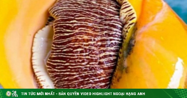 Loài ốc khổng lồ được dân sành ăn săn đón dù giá đắt đỏ