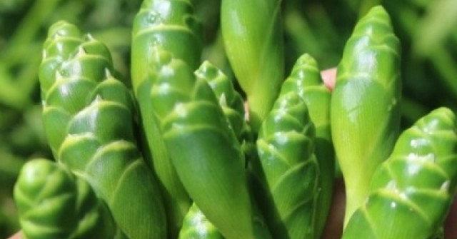 Hoa gừng: Loại đặc sản lạ miệng với giá trị dinh dưỡng bất ngờ