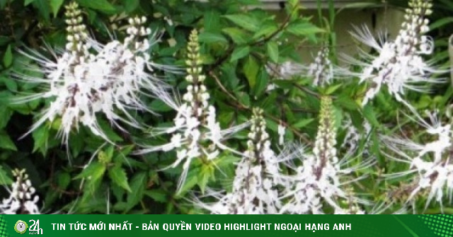 Cây thuốc thanh nhiệt, bổ thận dưỡng gan mọc khắp vườn lại hay bị nhầm là cỏ dại