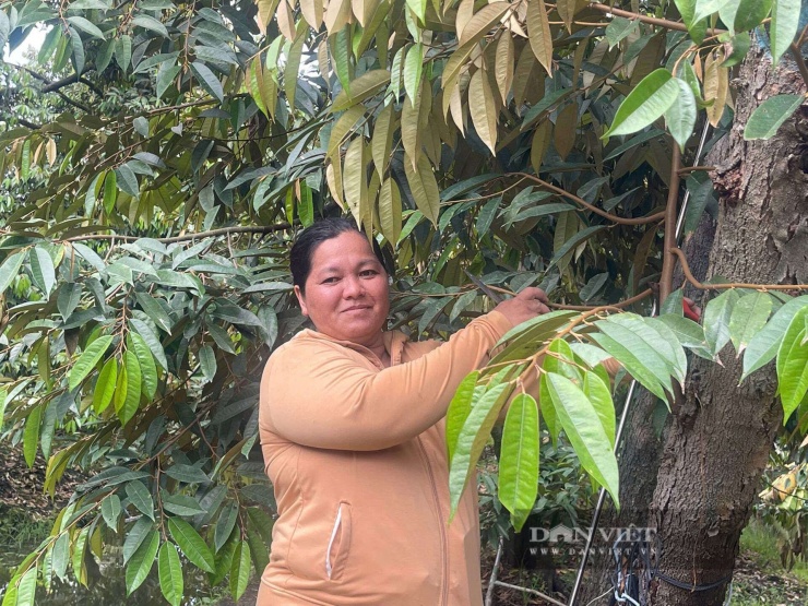Chị Trần Thị Thanh Thảo, ấp An Hòa, xã Cái Bè, tỉnh Đồng Tháp&nbsp;phát triển kinh tế với mô hình trồng sầu riêng theo hướng sinh học hữu cơ mang về doanh thu 2 tỷ đồng mỗi năm. Ảnh: Vân Nguyễn