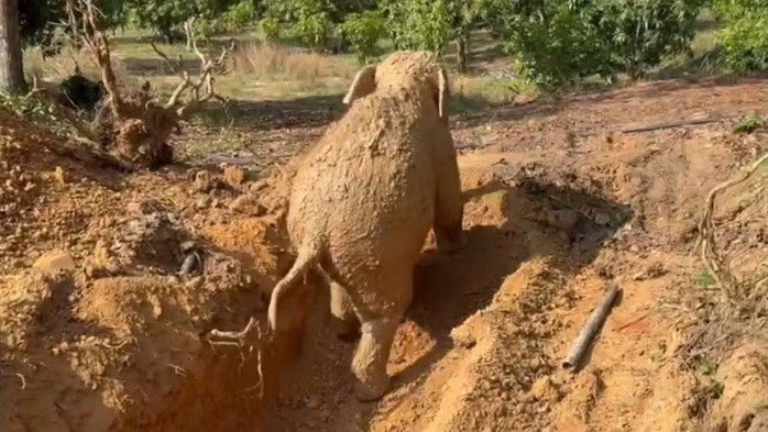 Hình ảnh voi con di chuyển khỏi hố sâu an toàn