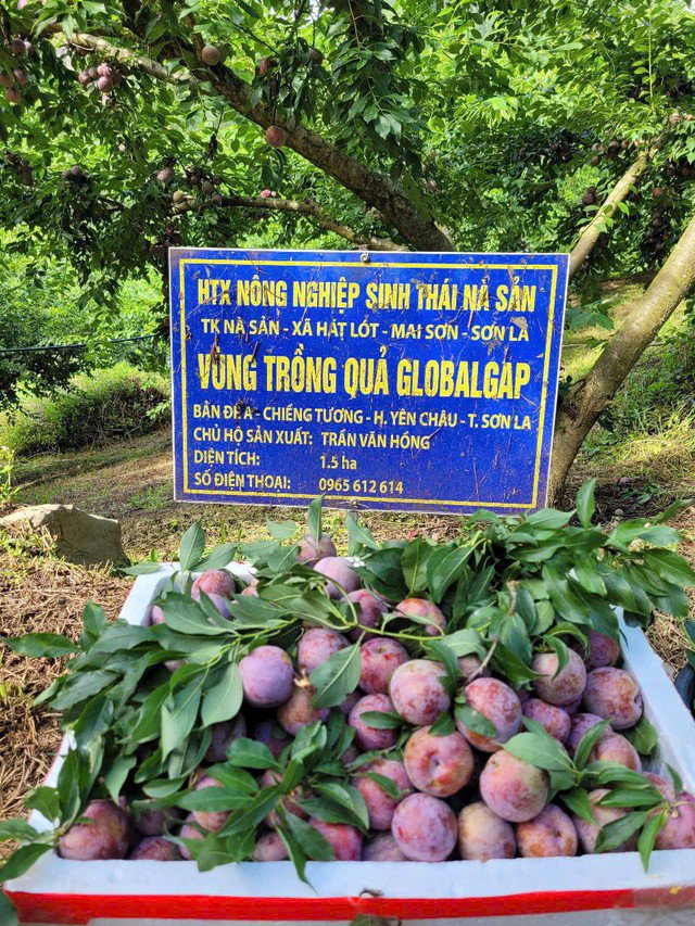 Mận Pu Nhi - loại mận được mệnh danh ngon hơn cả mận hậu đang đổ bộ chợ Hà Nội.