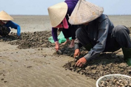 Dân nơi này ở Nghệ An nuôi loài hải sản gì mà không cần cho ăn, khều đều tay, có từng nào cũng bán hết ngay