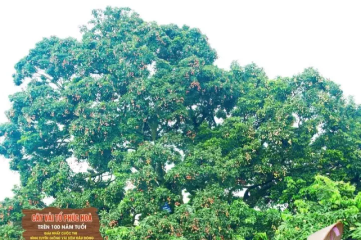 Điều đặc biệt về cây vải thiều 'báu vật' ở Bắc Ninh