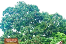 Điều đặc biệt về cây vải thiều 'báu vật' ở Bắc Ninh