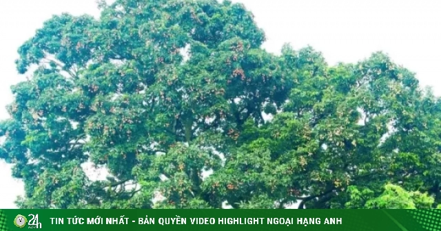 Điều đặc biệt về cây vải thiều 'báu vật' ở Bắc Ninh