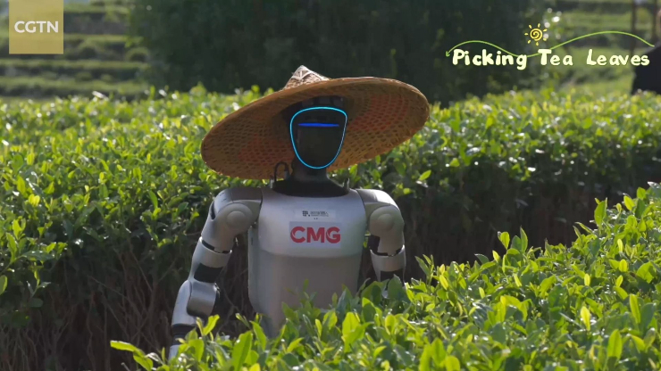 Một robot nhân hình đang "lao động" ở đồi bạch trà Phúc Kiến.