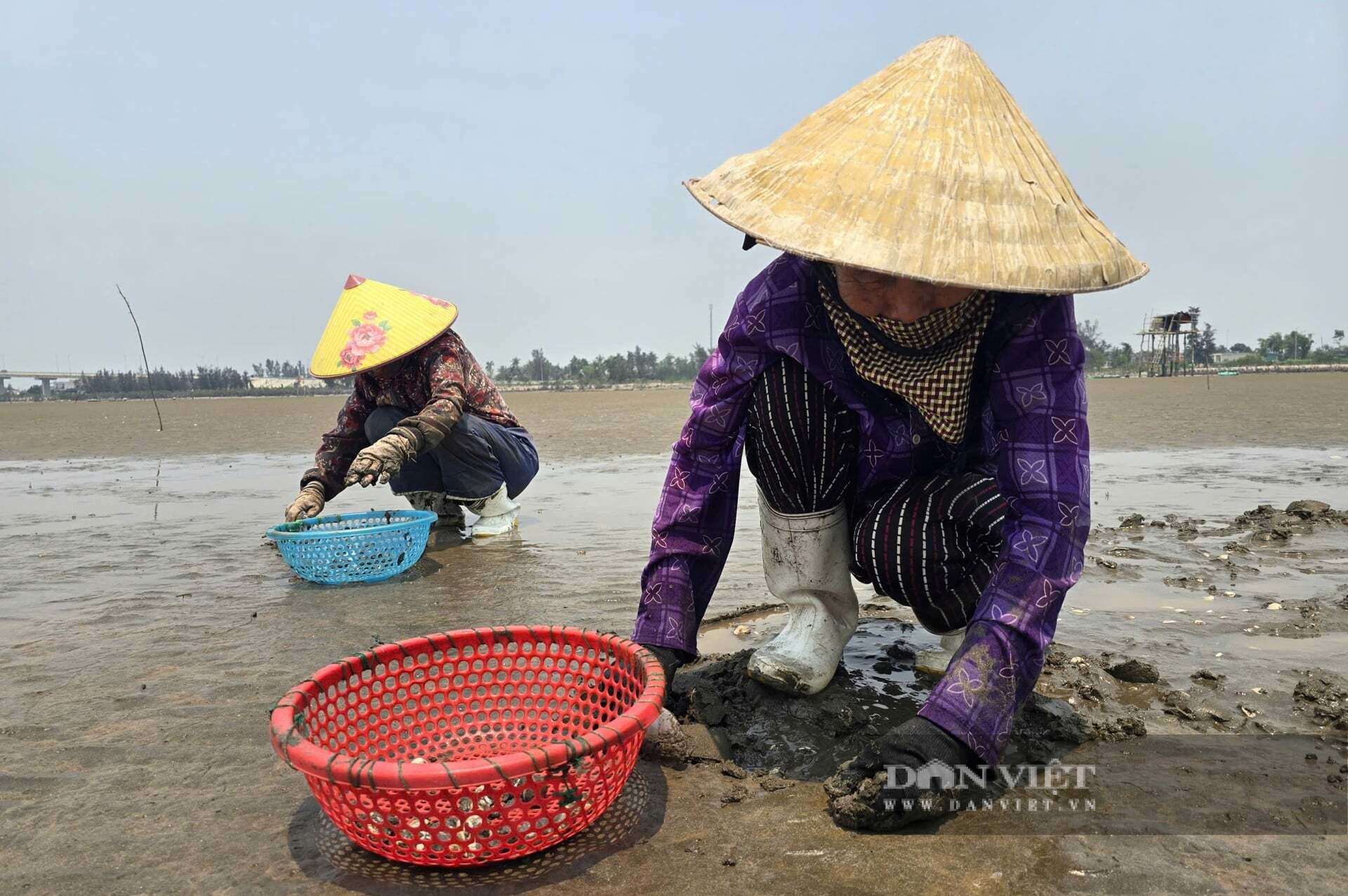 Xã Quỳnh Phú, tỉnh Nghệ An nơi có đến hơn 100ha nuôi ngao. Nghề nuôi ngao giúp người dân nơi đây có thu nhập cao.&nbsp;