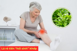 Tin tức sức khỏe - Loại lá mọc đầy vườn, rẻ như cho nhưng là “khắc tinh” của bệnh xương khớp