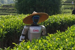 Choáng váng viễn cảnh robot đổ bộ đồi trà xanh, tranh việc với nông dân