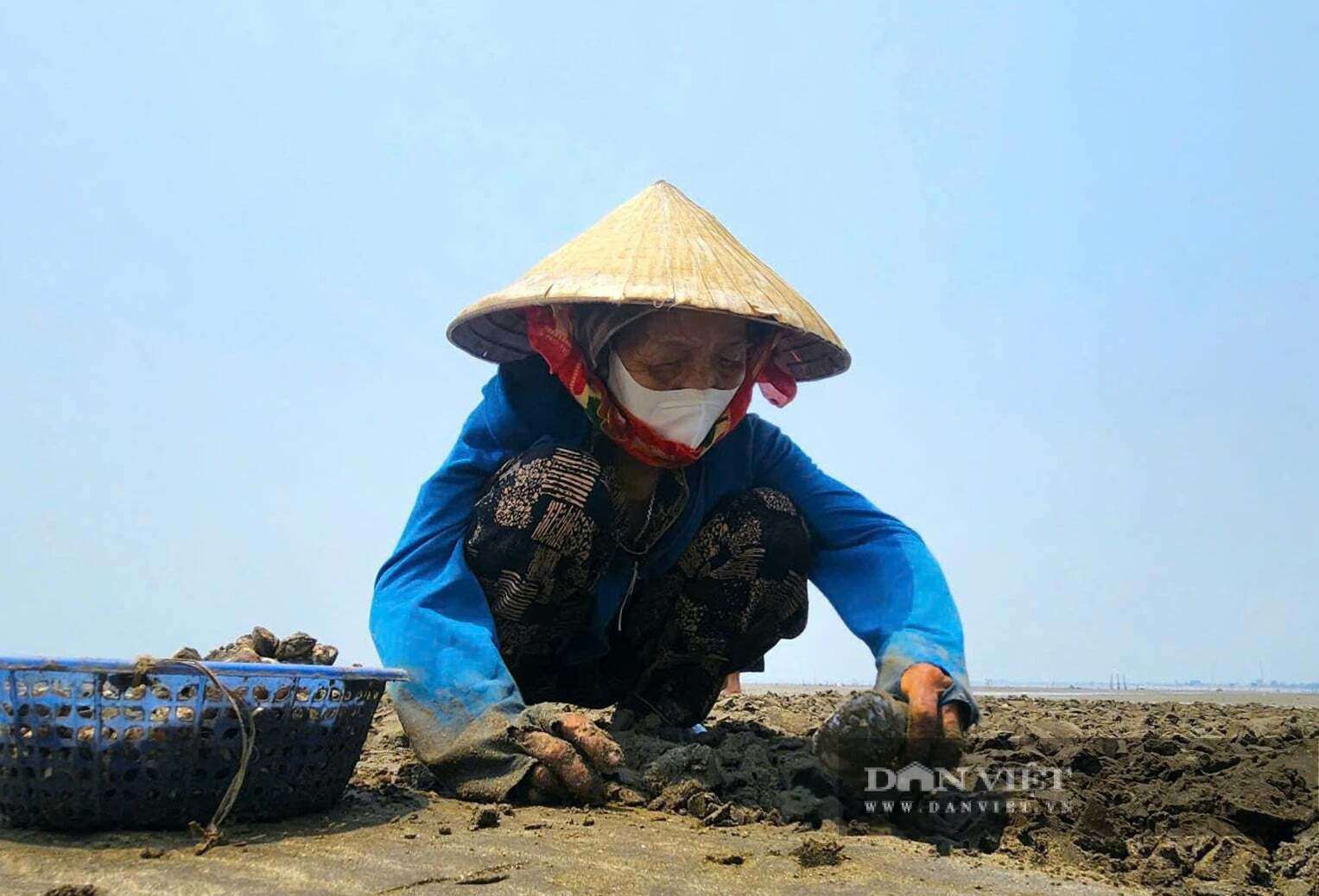 Khi thủy triều rút, người dân xã Quỳnh Phú, Nghệ An mới có thể thu hoạch ngao. Ngao có thể chế biến làm nhiều món ngon nên được thị trường rất ưa chuộng, có từng nào cũng bán hết.