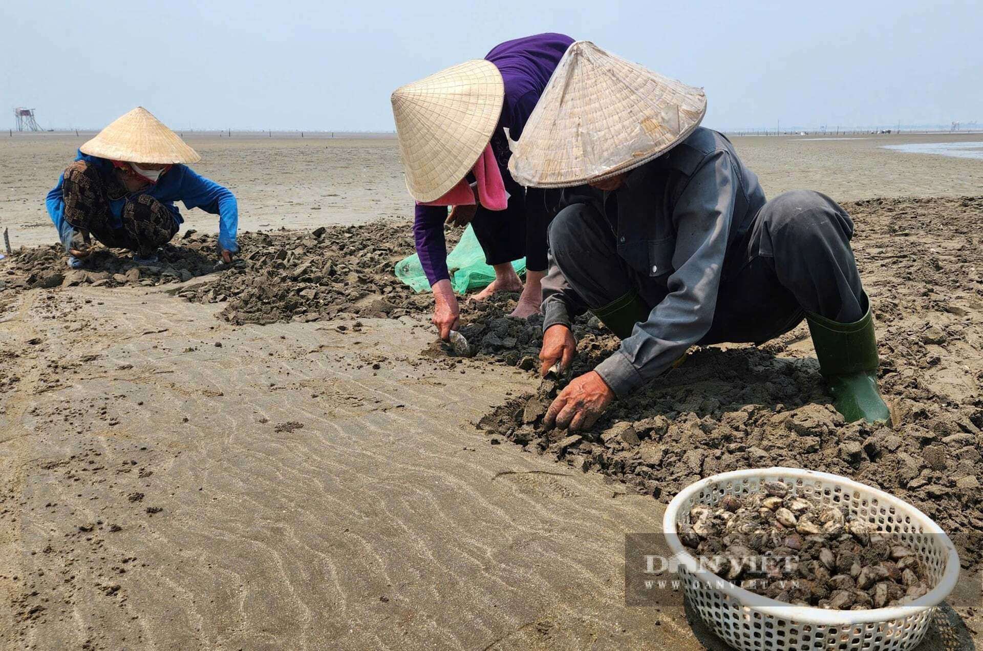 Khi thủy triều rút, người dân xã Quỳnh Phú, Nghệ An mới có thể thu hoạch ngao. Ngao có thể chế biến làm nhiều món ngon nên được thị trường rất ưa chuộng, có từng nào cũng bán hết.