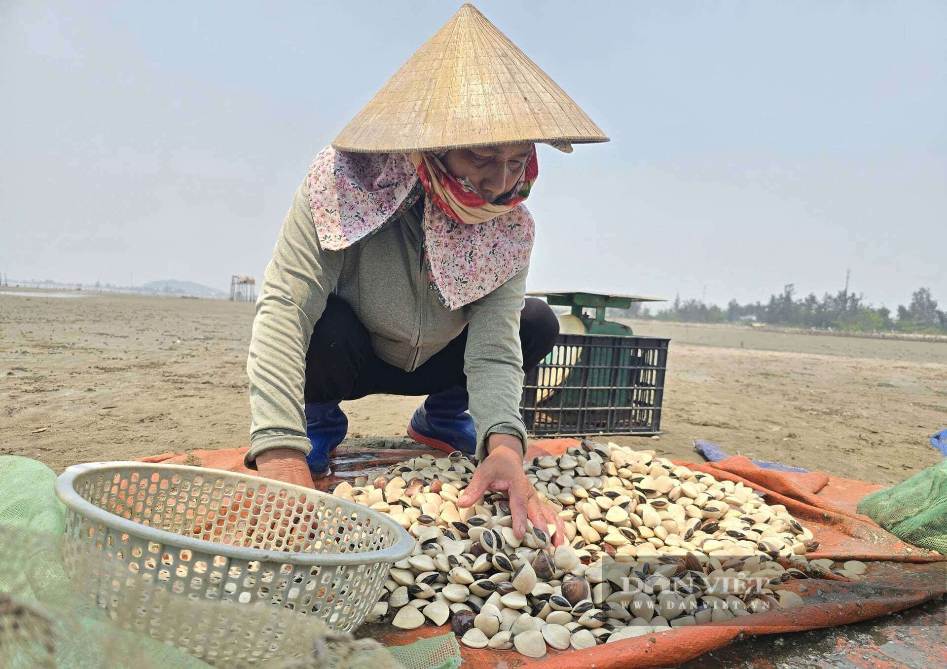 Khi thủy triều rút, người dân xã Quỳnh Phú, Nghệ An mới có thể thu hoạch ngao. Ngao có thể chế biến làm nhiều món ngon nên được thị trường rất ưa chuộng, có từng nào cũng bán hết.