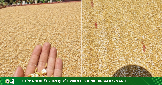 Bức ảnh trời nóng đến mức thóc phơi nổ thành bỏng: Chuyên gia lên tiếng