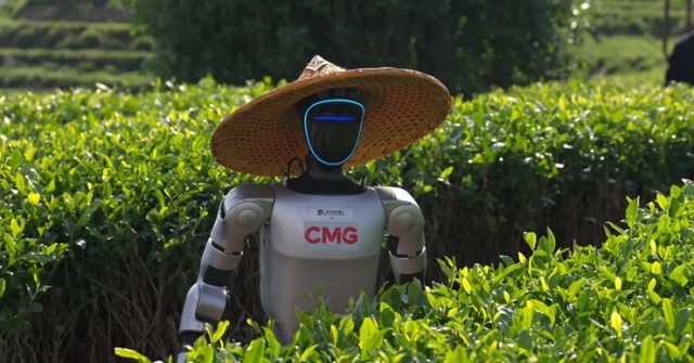 Choáng váng viễn cảnh robot đổ bộ đồi trà xanh, tranh việc với nông dân