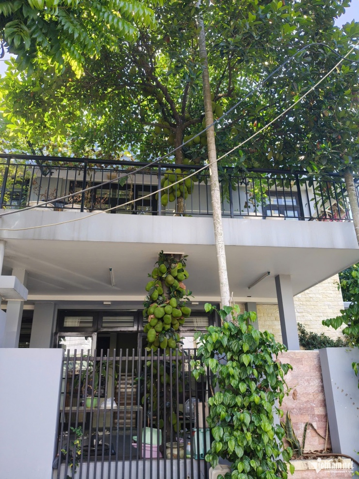 Cây mít tán phủ rộng trong khuôn viên ngôi nhà. Ảnh: Hà Nam