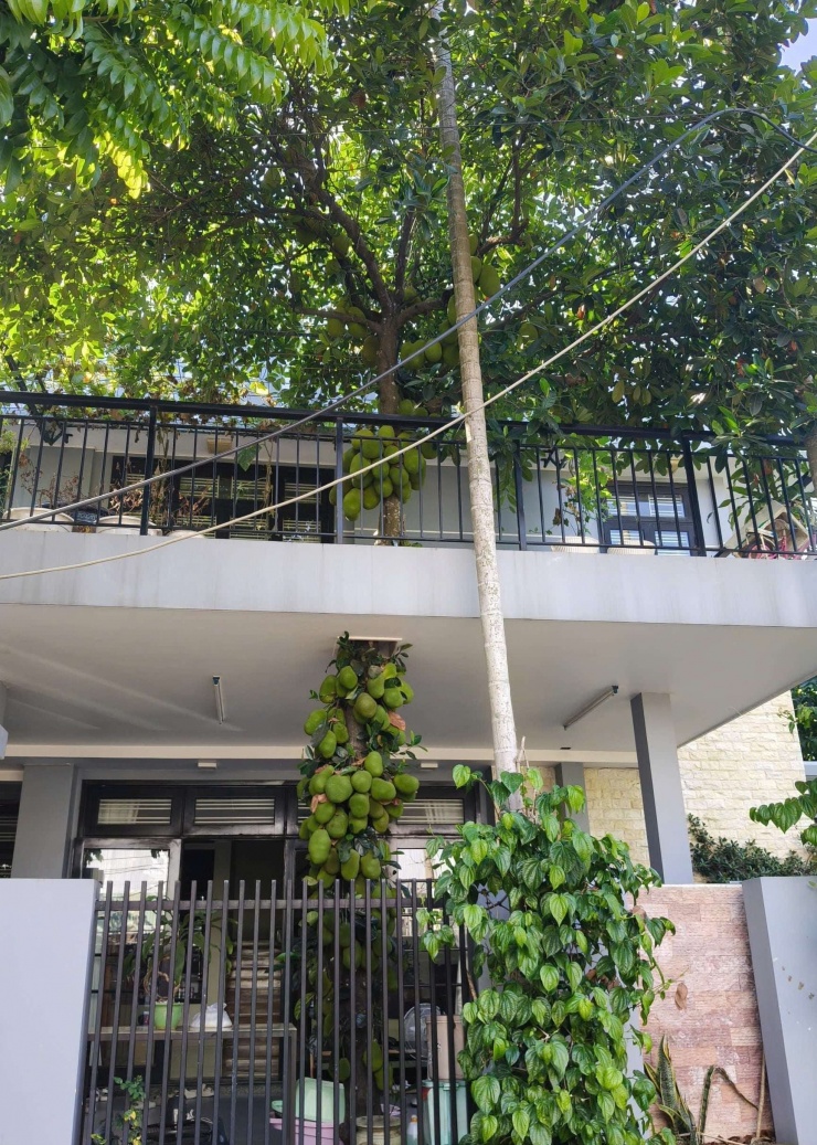Cây mít tán phủ rộng trong khuôn viên ngôi nhà.&nbsp;