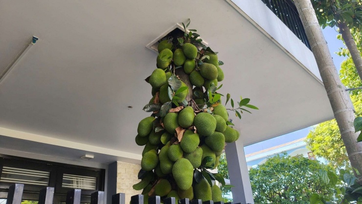 Những chùm mít lớn nhỏ mọc san sát quanh thân cây, tạo nên hình ảnh lạ mắt giữa phố Đà Nẵng.&nbsp;