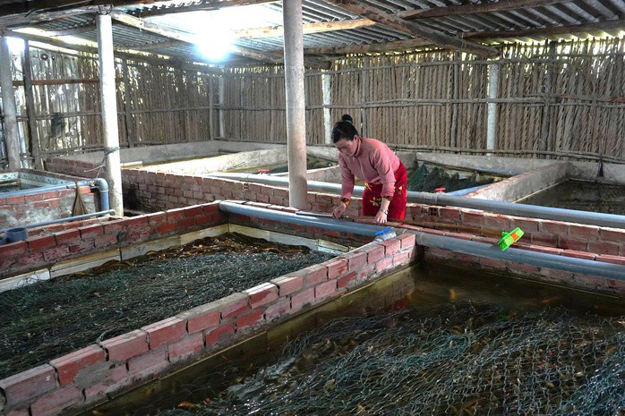 Dư thừa sản lượng, giá lươn tại Cà Mau giảm mạnh