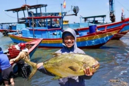 Ngư dân trúng đậm luồng cá vàng dâng 'hiếm khi xuất hiện'