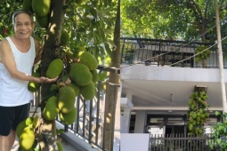 Cây mít mọc xuyên tầng 2 ở Đà Nẵng gây sốt, trái chi chít từ gốc tới ngọn